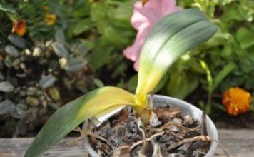 Спасаем орхидею от гниения